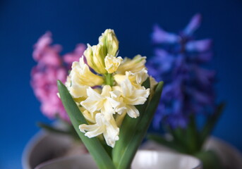 Colorful hyacinths, yellow, pink, violet,  easter spring decor, bouquet with pink, violet, yellow blooming hyacinth, on blue background