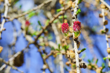 Spring Blossom Larch. Red buds on a coniferous tree.