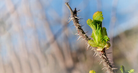 Young leaves on the tree. Spring landscape. A blossoming branch.
