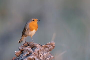 The European robin (Erithacus rubecula)