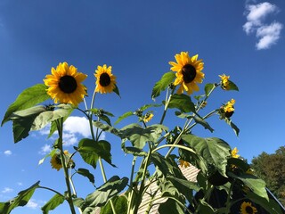 Sunflower in nature with blue sky