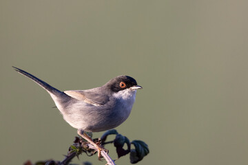 Male sardinian warbler (Sylvia melanocephala)
