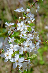 A white flower in close-up. A cherry blossom tree. Spring and unfolded flowers.