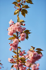 Beautiful Japanese cherry blossom with deep pink flower buds and young booming flowers. Shallow depth of field for dreamy feel.