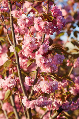 Springtime background with pink blossom. Beautiful nature scene with blooming sakura tree.