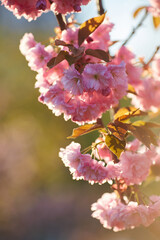 Beautiful Japanese cherry blossom with deep pink flower buds and young booming flowers. Shallow depth of field for dreamy feel.