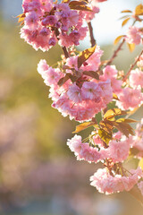 Beautiful Japanese cherry blossom with deep pink flower buds and young booming flowers. Shallow depth of field for dreamy feel.