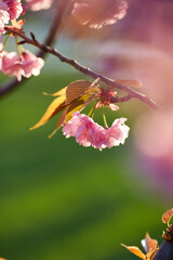 Beautiful Japanese cherry blossom with deep pink flower buds and young booming flowers. Shallow depth of field for dreamy feel.