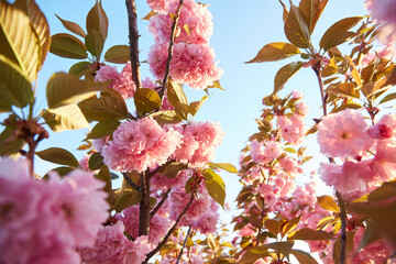 Light pink flowers of Sakura against blu sky. Shallow depth of field.
