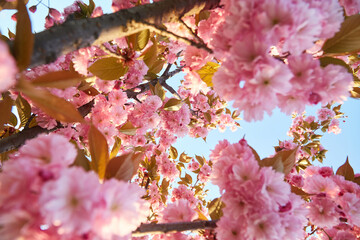 Springtime background with pink blossom. Beautiful nature scene with blooming sakura tree.