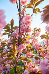 Springtime background with pink blossom. Beautiful nature scene with blooming sakura tree.