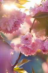Beautiful Japanese cherry blossom with deep pink flower buds and young booming flowers. Shallow depth of field for dreamy feel.