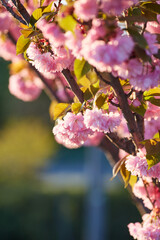 Light pink flowers of Sakura against blu sky. Shallow depth of field.