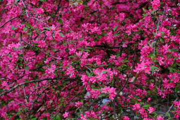 Springtime background with pink blossom. Beautiful nature scene with blooming sakura tree.