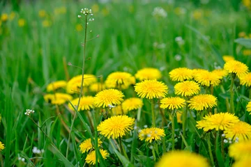 Fotobehang Yellow dandelions in green grass on a sunny day. © Ryzhkov Oleksandr