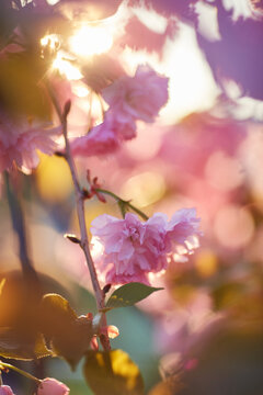 Light pink flowers of Sakura against blu sky. Shallow depth of field. © Ryzhkov Oleksandr