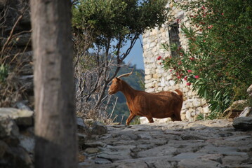 Red goat