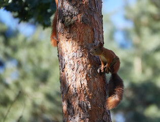 Two squirrels with fluffy tails on the trunk of an old tree. Squirrels in the city park run through the trees.