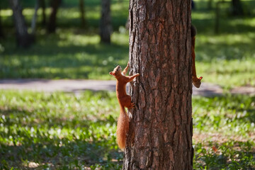 Two squirrels with fluffy tails on the trunk of an old tree. Squirrels in the city park run through the trees.