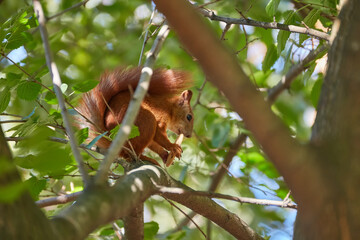 A red-haired European squirrel eats a walnut
