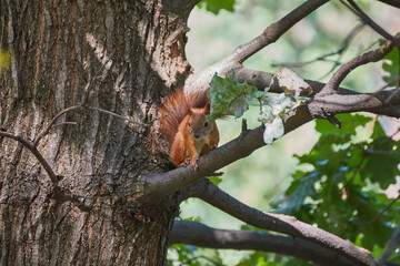 A fluffy little squirrel rodent on a tree trunk feeder bank holds a nut in its paws and eats