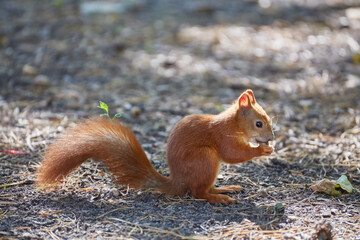 Naklejka na ściany i meble A red-haired European squirrel eats a walnut