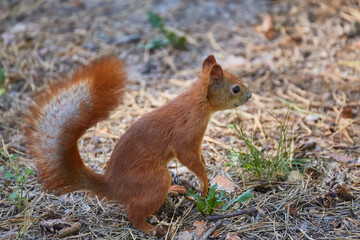 The squirrel is sitting on the ground. Squirrel in nature.