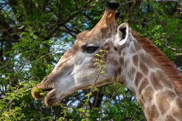 Giraffe