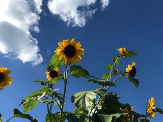 Sunflower with blue sky