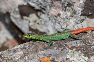 Sekukhune flat lizard