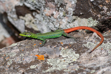 Sekukhune flat lizard
