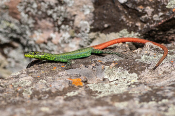 Sekukhune flat lizard