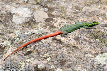 Sekukhune flat lizard
