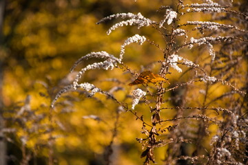 golden autumn leaves