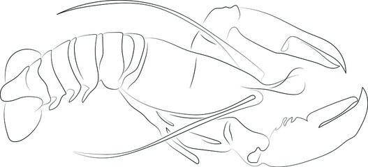 Stylized vector sketch drawn with strokes of lines of different thicknesses. Zodiac signs. Cancer. Curved crayfish with closed claws.