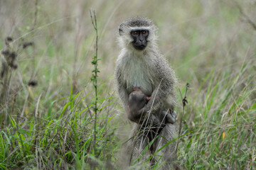 A monkey with a baby
