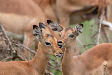 Impala