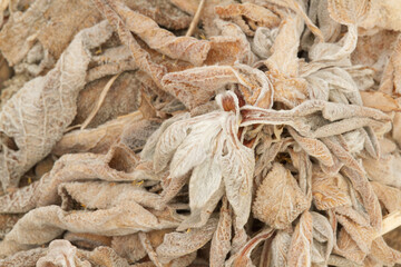 Lambs Ear in the Wintertime, Lambs Ear or Stachys byzantina is a species of flowering plant in the mint family Lamiaceae, native to Armenia, Iran, and Turkey