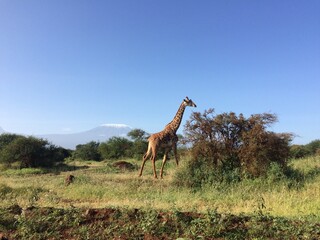 giraffe in the savannah