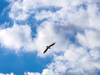Bird in cloud