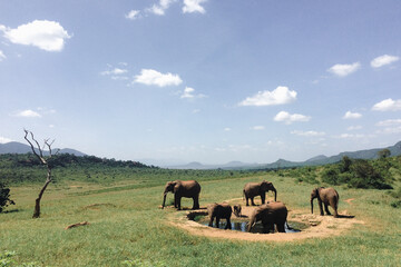 Obraz premium herd of cows