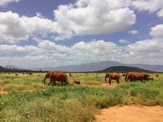 Red African elephants in savanna 