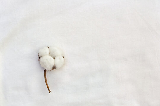 Flower cotton on white knitted fabric background. Top view, flat lay. Ecological healthy lifestyle © Anastasiia Malinich