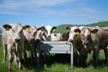 Group of male white cows at feeding trough, Dorset Cows, UK