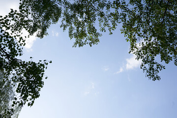 Green treetops in the forest blue sky with copy space. Bottom view. High quality photo