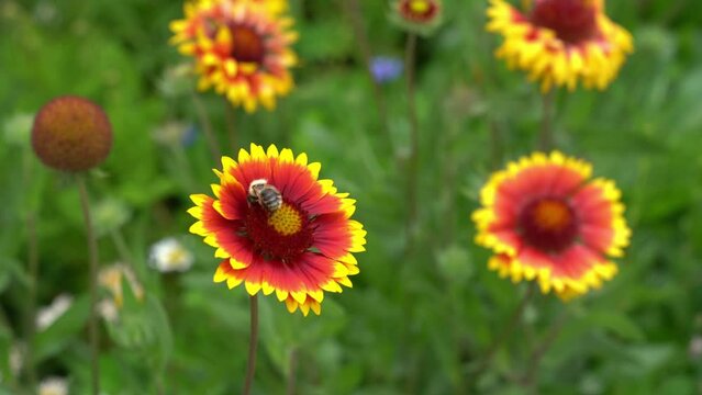 Garden perennial Gaillardia flowers with a bee that pollinate the flower. On a flower bed near the house on a sunny day. High quality 4k footage