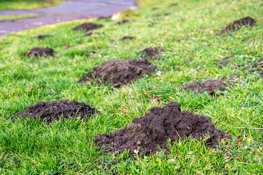 Rasenfläche mit vielen Maulwurfshügeln als Ärgernis für jeden Gärtner