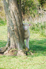 Hide and Seek Lamb 