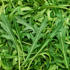 Fototapeta premium A background of fresh arugula leaves in close-up, shallow depth of field