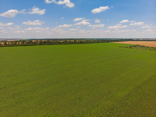 Fototapeta premium Field of sunflowers. Aerial view of agricultural fields flowering oilseed.